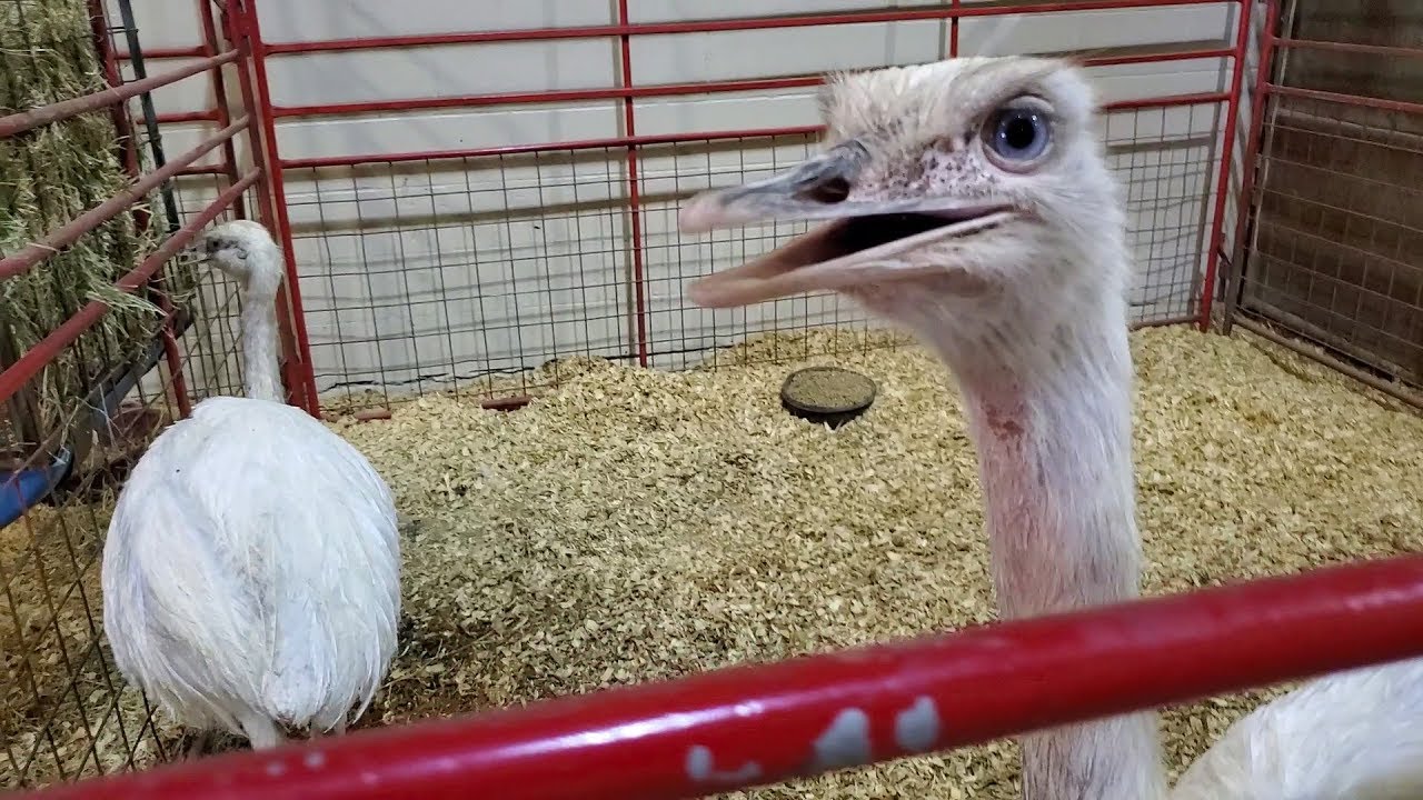 camera iphone 8 plus apk ETM-04M Heart O' Texas Fair & Rodeo - Escaping The Mouse