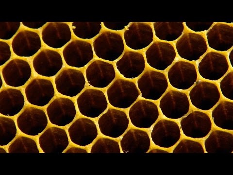 Video: Why Bees Build Honeycombs