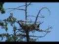 BALD EAGLES 3 EAGLETS FLYING FLEDGING