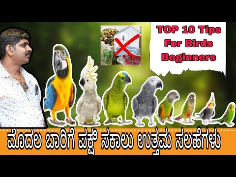 ಮೊದಲ ಬಾರಿಗೆ ಪಕ್ಷಿ ಸಕಾಲು ಉತ್ತಮ ಸಲಹೆಗಳು || Top 10 Tips for birds Beginners ‼️