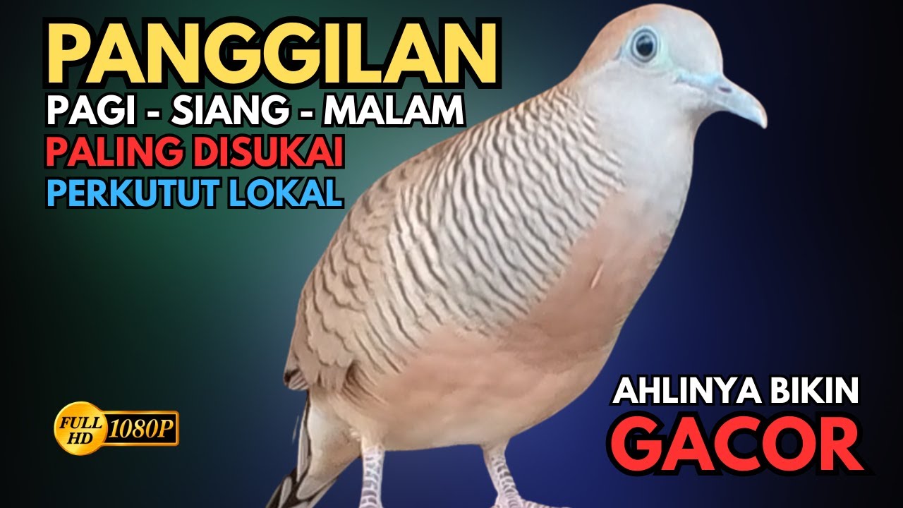 Perkutut Lokal Gacor Suara Lantang Paling Ampuh Untuk Pancingan Burung Perkutut Agar Bunyi V18
