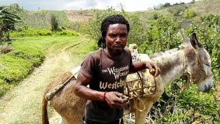 YOUNG YAM FARMER IN TRELAWNY JAMAICA| FARMING YAM FROM THE AGE OF 13 YRS OLD| FARMING YAM IN JAMAICA