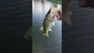 Does anyone know what that was?