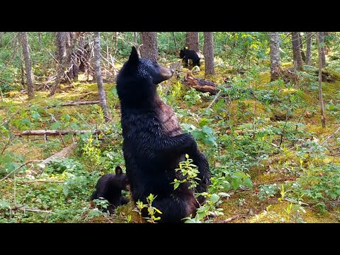 What do bears do when nobody is around? Look at this high-definition trail footage