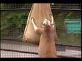 ハッチファミリーお宝映像　須坂市動物園 の動画、YouTube動画。
