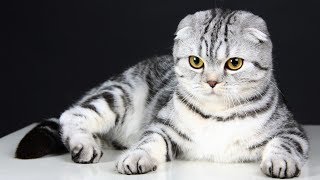 Кошка - эффективное домашнее лечение. Кошка - эффективное домашнее лечение.