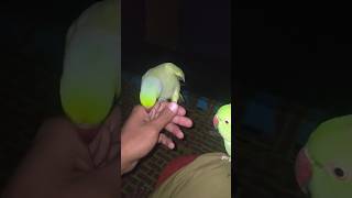 Parrot talking 😘🦜#parrottalking #youtubeshorts #parrot #shorts
