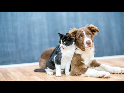 Video: Brave ljudje tvegajo, da bi rešili psa iz centra za odstranjevanje bioloških nevarnosti