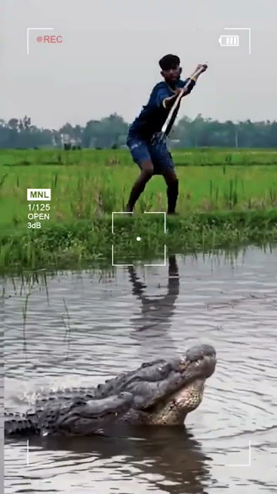 One jump... ! CROCODILE Hit by Spear #shortvideo #crocodile #shortvideo