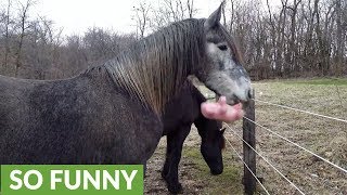 Great Dane steals horse's stuffed animal
