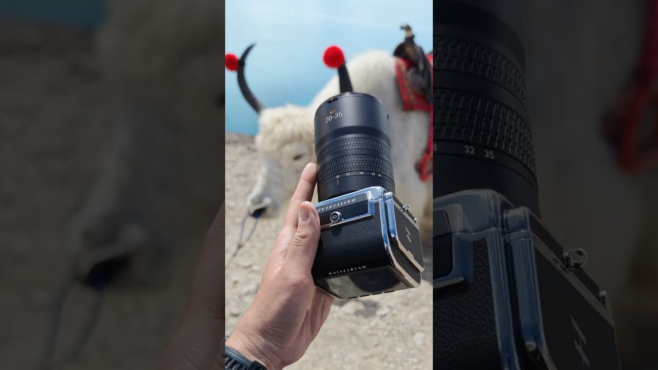 中判カメラで描く高原を歩くヤクのディテール｜Hasselblad 907X & CFV 100C