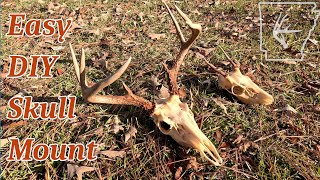DIY Deer Skull Cleaning Maceration Set-up