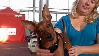 Цвергпинчер БЕНЯ на ВЫСТАВКЕ СОБАК.Miniature Pinscher.Odessa. Цвергпинчер БЕНЯ на ВЫСТАВКЕ СОБАК.Miniature Pinscher.Odessa.