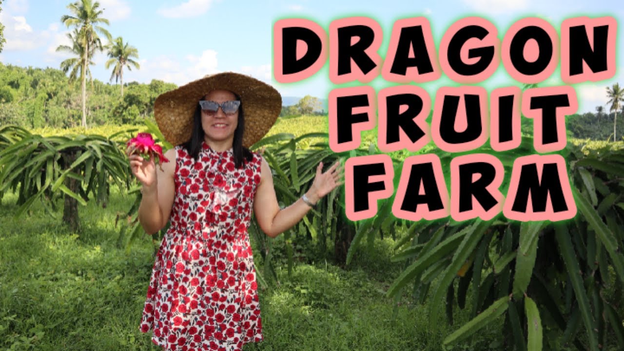 DRAGON FRUIT FARM TOUR Farming In The Philippines YouTube