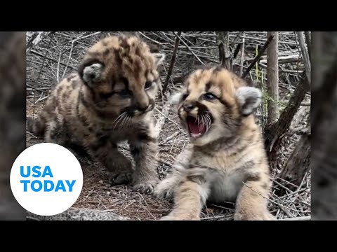 Roar attempts turn to purrs for a pair of mountain lion cubs | USA TODAY