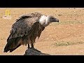 براري شمال أوروبا | العودة إلى الحياة | نات جيو وايلد العربية | Nat Geo Wild Arabic