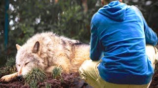 Un Hombre Salvó a una Loba de una Trampa, unos Años Más Tarde Ella Le Salvó la Vida