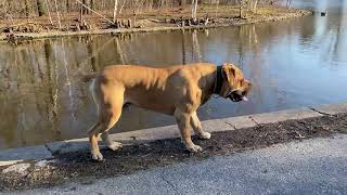 Biggest African Boerboel Ever Recorded !!!! Exotics Outlaw 233 Pound Monster Born 12-12-2018