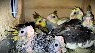 Cockatiel Babies making Cute Sounds #cute #amazing #birds #viral by Think About 174 views 4 months ago 33 seconds