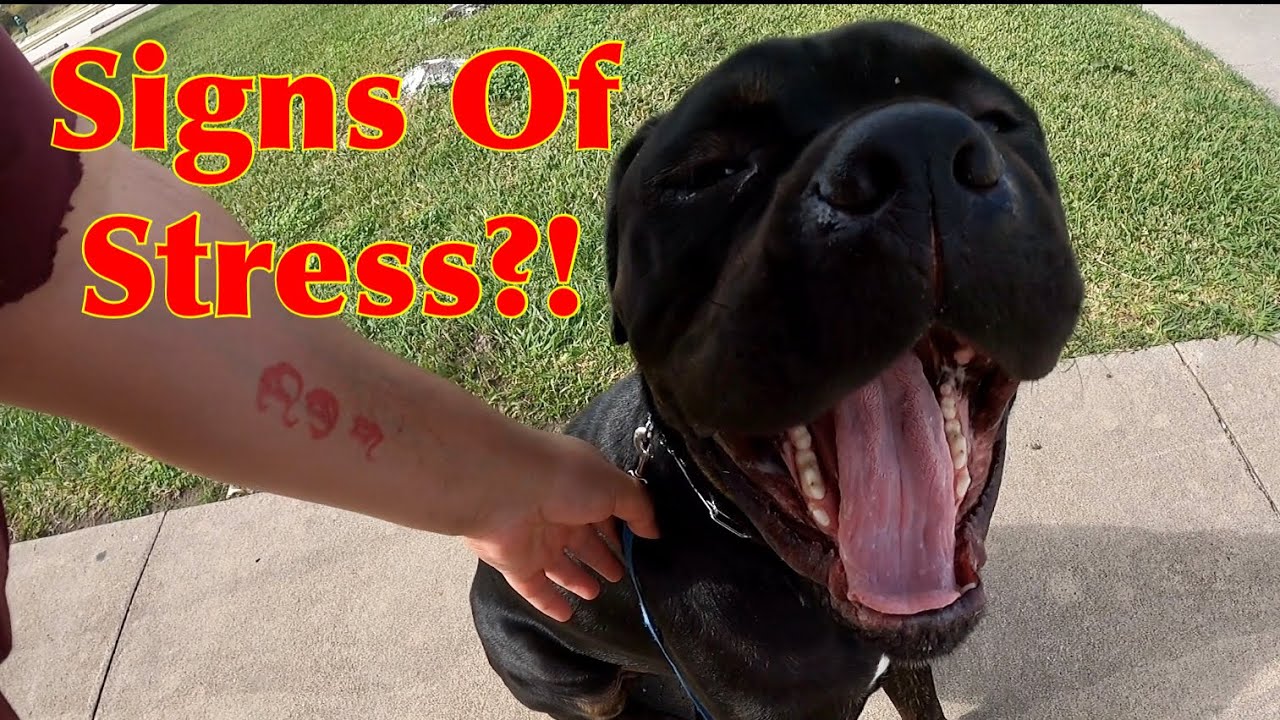 Aggressive Walk How A Corso In Aggression Therapy Deals With Stressful Walk Near Water ...