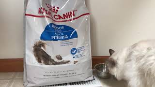Ragdoll cat - new dry food - ROYAL CANIN indoor adult  - odor reduction and moderate calorie by Ragdoll Kitten Life 1,129 views 6 years ago 2 minutes, 11 seconds