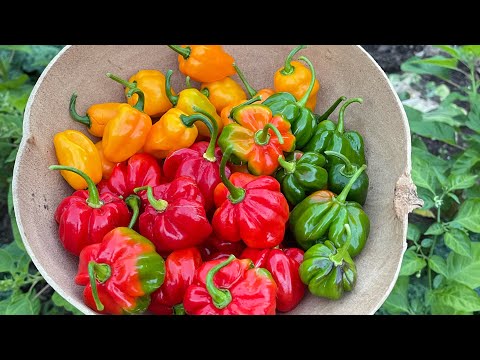 Video: Scotch Bonnet Peppers Yetişdirilməsi – Scotch Bonnet Çili Bibərinə Qulluq