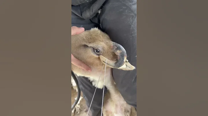 Tipping Back Sheep Horn - DayDayNews