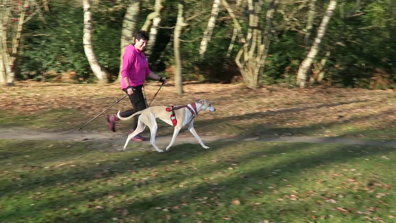 Nordic Walking with Dogs