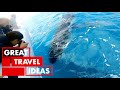Whale Watching in HERVEY BAY Australia | TRAVEL | Great Home Ideas