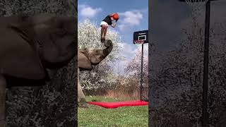 Elephant Trickshot Dunk??