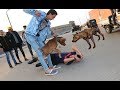 سمعت كلامكم ونزلت الشارع | جابولي كلب بيتبول مفترس أعلمكم عليه الدفاع عن النفس  Defense against Dog