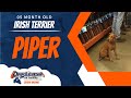 5mo Irish Terrier (Piper) | Best Richmond Dog Training | Off Leash K9 Training