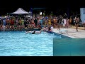 The 2018 Belly Flop Competition