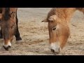 Mongolian Horse - Why Do Przewalski&#39;s Horses Love the Cold?