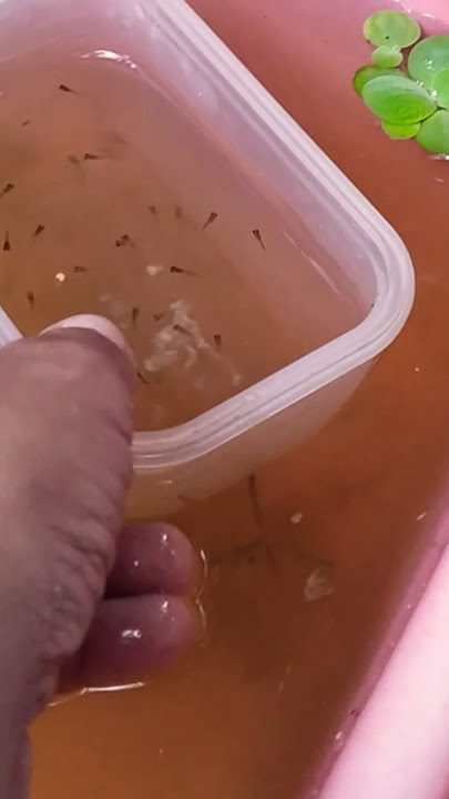 Releasing guppy fry in my Guppy grow out tank #fishing #fishkeepinghobby #aquarium #guppy