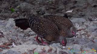 Taiwan's Pheasants & Partridges