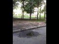 Мужчины стреляют во дворе жилого дома во Владимире