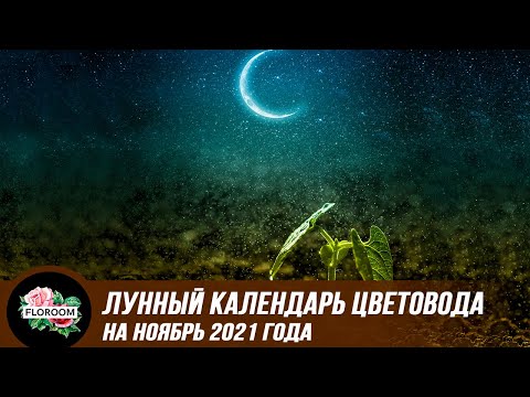 Лунный календарь цветовода на ноябрь 2021 года