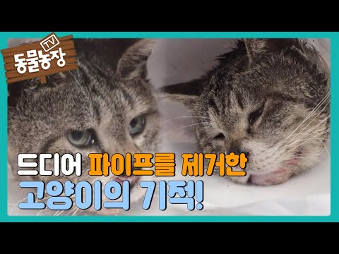 ‘파이프 이젠 안녕~’ 파이프를 제거한 고양이의 기적! I TV동물농장 (Animal Farm) | SBS Story
