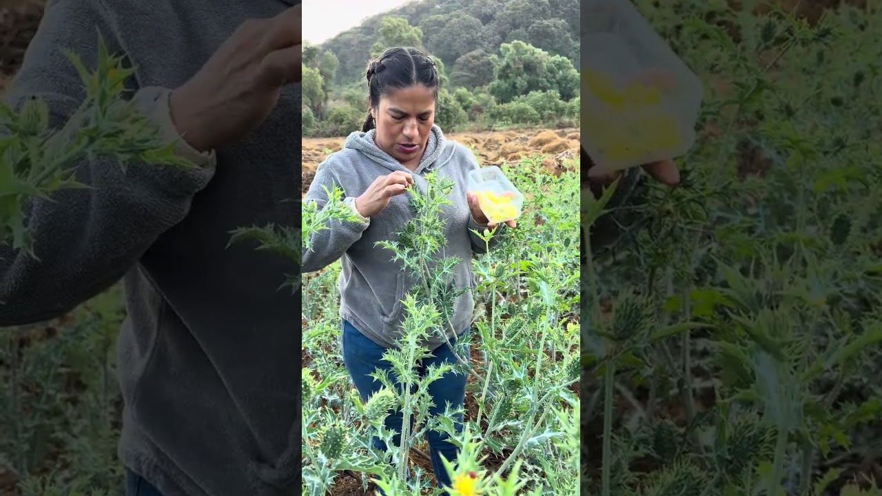 Esta planta es muy buena y estoy segura que no la conocías 🪷