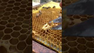 Managing Extra Queen Cells 🐝👑 Beekeeping Tips #shorts
