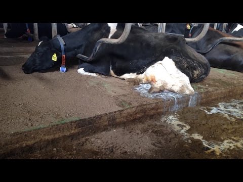 Carton of Cruelty: Behind Big Dairy's Closed Doors