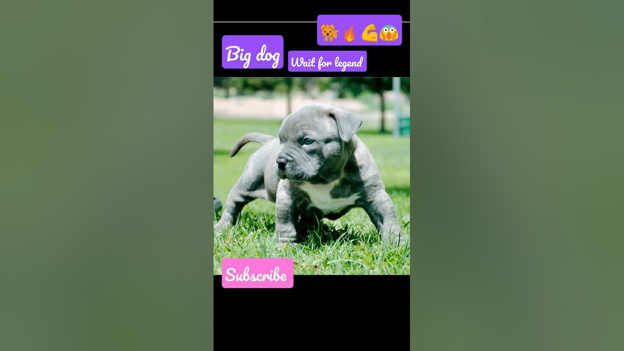 Pitbull Big Dog viral trending shortvideo like subscribe archivo-pitbull-kim-jpg-wikipedia-la-enciclopedia-libre