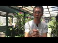 【Plumeri TV - VOL.48】目覚め直後の咲かせるための肥培管理と水やりに関する注意点