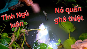 Cá bự nó kéo cong cần. Trúng mánh THÁC LÁC CƯỜM còn sống | Săn bắt SÓC TRĂNG |