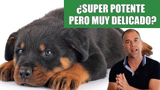 El Rottweiler  ¿Un SUPER Perro de Protección muy delicado? by Adiestramiento Canino con EnricEnPositivo 34,121 views 3 years ago 6 minutes, 55 seconds