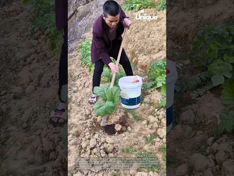 Watering plants with