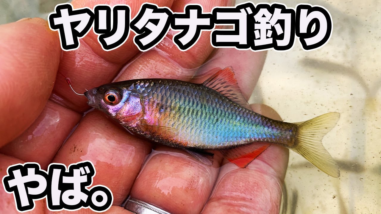 ヤリタナゴ釣り 早春の里川 用水路 ホソ 在来タナゴ 【小物釣り たなご