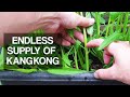 Kangkong  how to harvest for endless supply over and over again