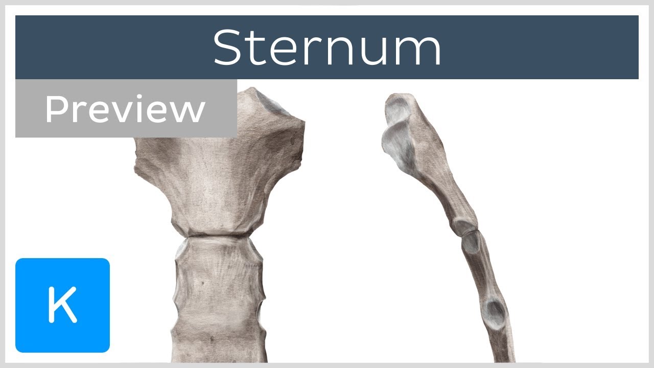 sternum location